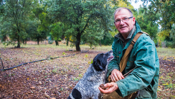 Les Truffes les mystères de l’or noir