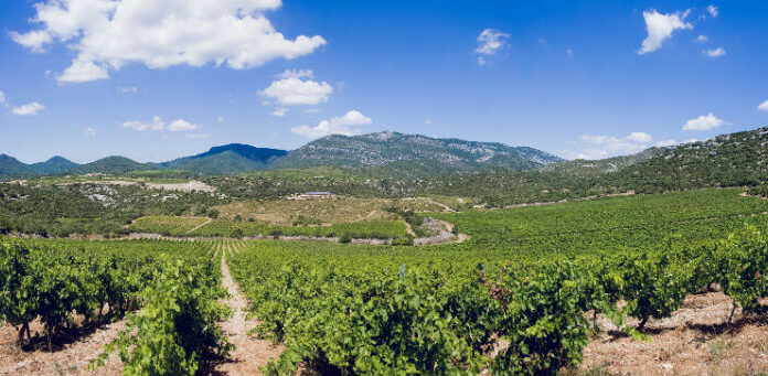 Vigne, Vin et Environnement Les Nouvelles Tendances de la Viticulture