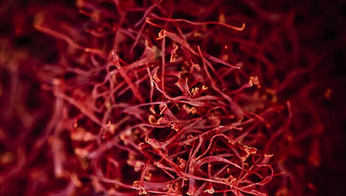 Safran du Languedoc La passion du safran