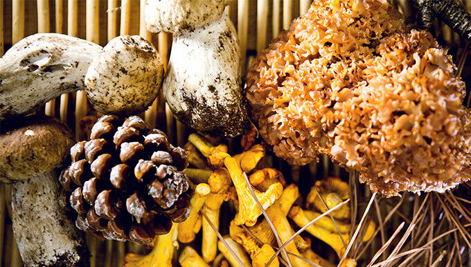 Les champignons : c’est la saison