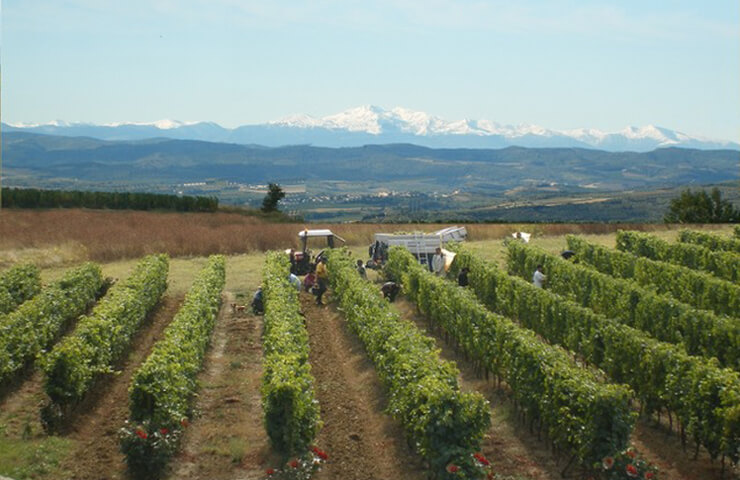 producteur du vin et une fille