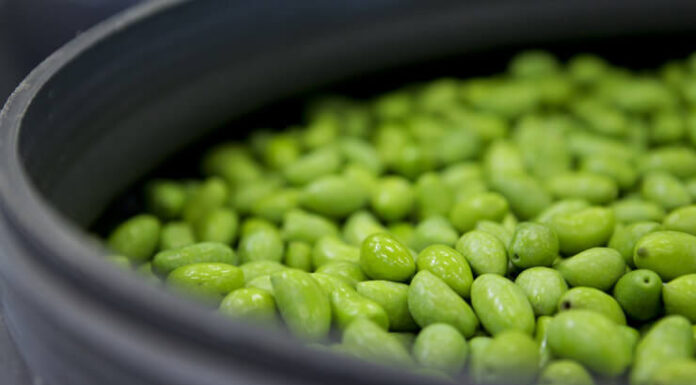 L’huilerie confiserie coopérative de Clermont-l’Hérault : une histoire de famille