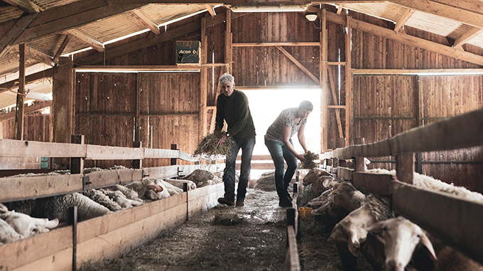 brebis-fromagerie