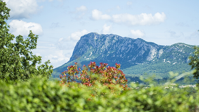 Paysage flore en thym