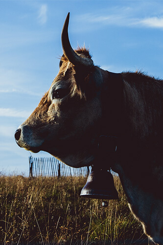 un week end en aubrac