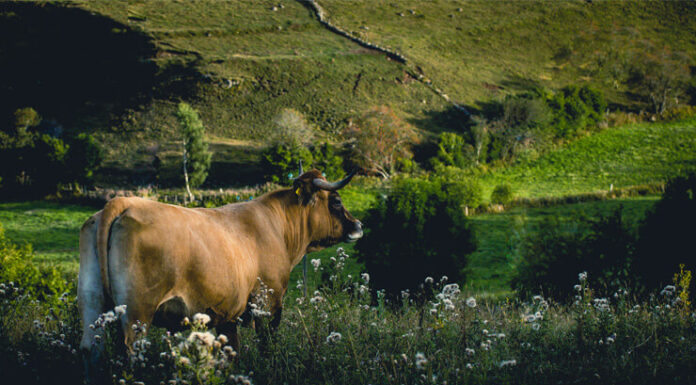 Un week-end en Aubrac, Gastronomie, tradition et savoir-faire