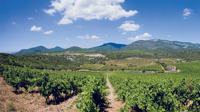 vigne vin et environnement