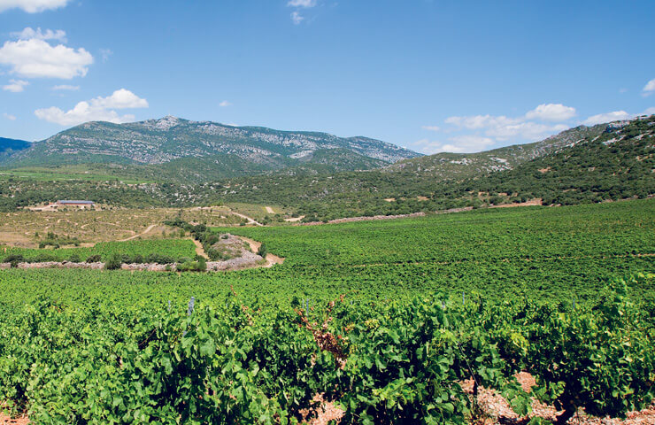 vigne vin et environnement
