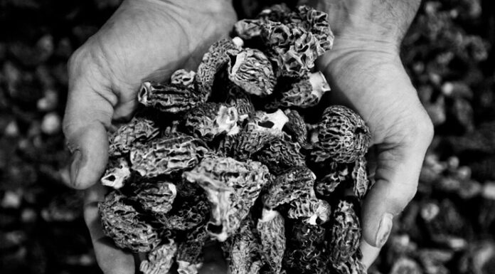 Champi-Lozère : Les Champignons made in Lozère