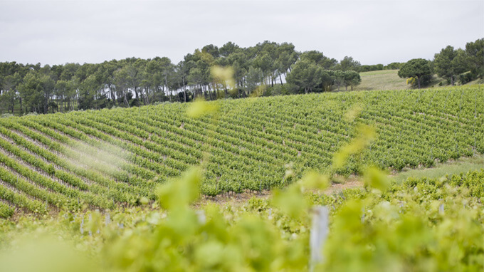 vigne vin et environnement