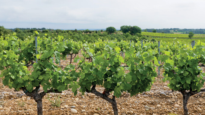vigne vin et environnement