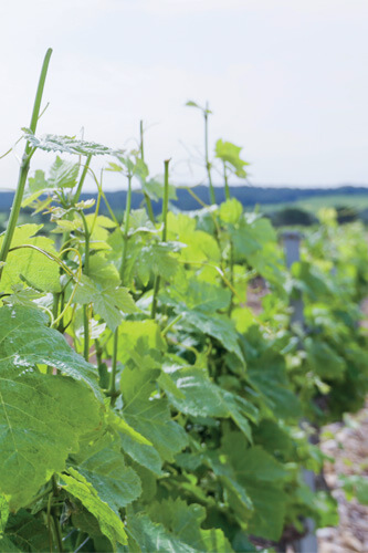 vigne vin et environnement