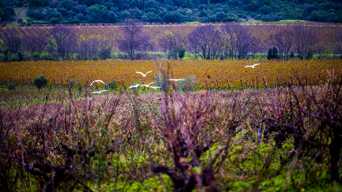 Domaine Leon Barral