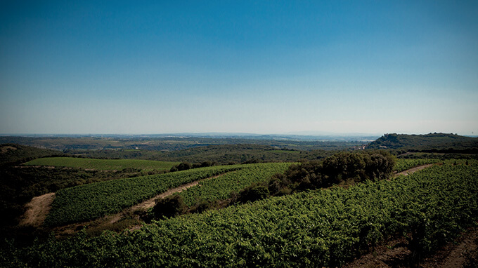 DOMAINE OLLIER TAILLEFER