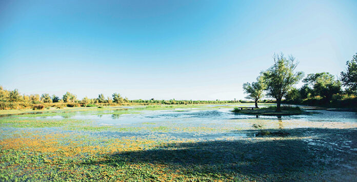 Echappée belle en Camargue