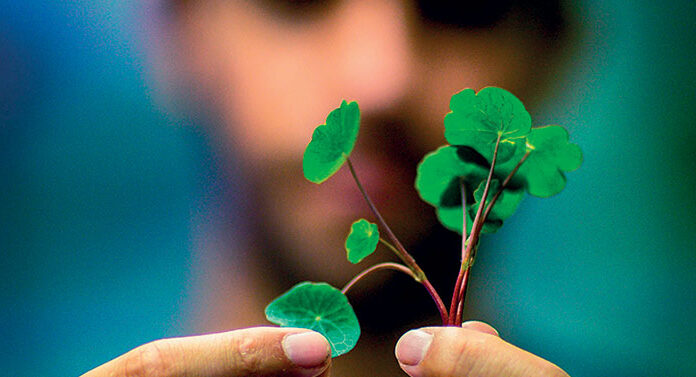 Quentin Otho, les micro-pousses de Neafila Quentin Otho, les micro pousses
