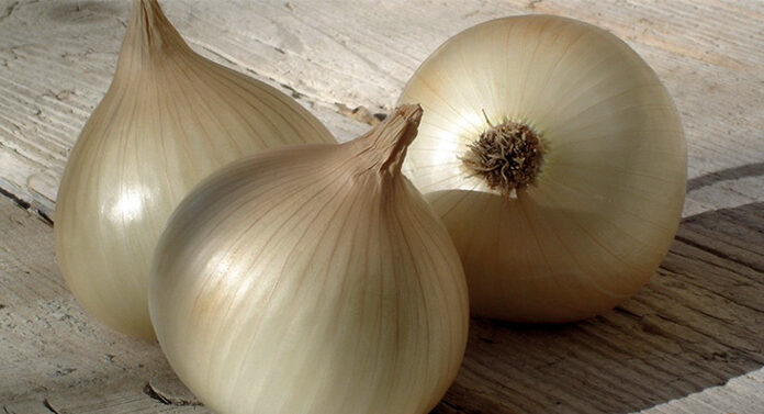 Coup de coeur d’Eric Cellier : La Coopérative d’oignons doux origine Cévennes