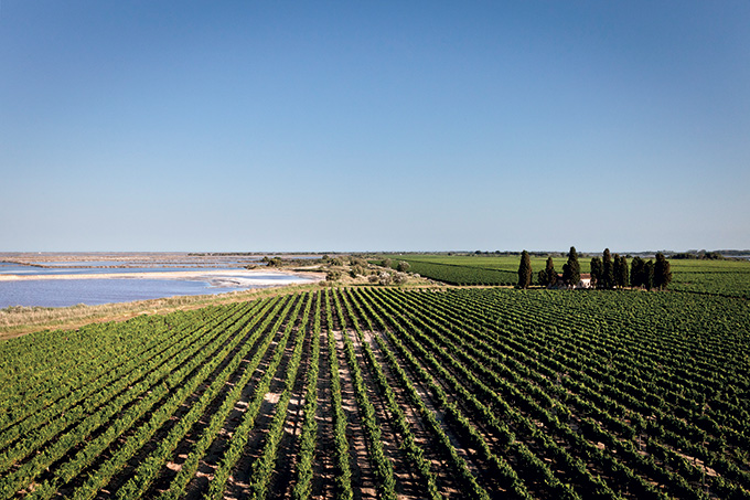 Vignoble du Domaine Royal de Jarras