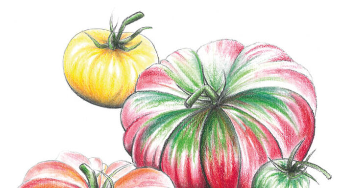 La tomate, la star de l’été