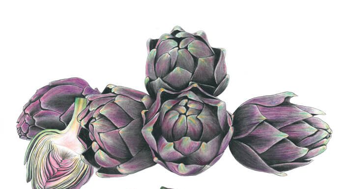 Produits de Saison Illustration-artichaud