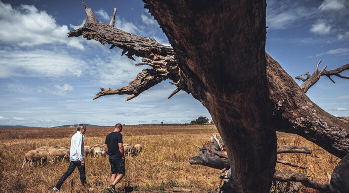 Alexandre MEYNIER, éleveur de Brebis Alexandre Meynier Chefs d'OC