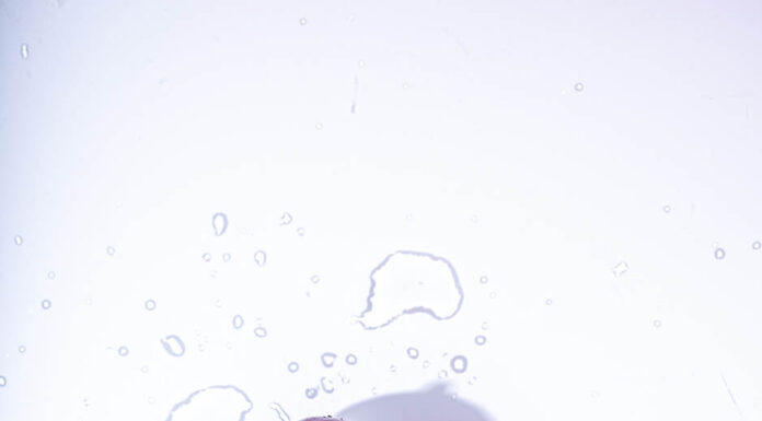 La cerise, le premier fruit à noyau du printemps Chefs d'OC cerise