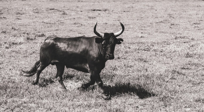 Renaud VINUESA, éleveur de chevaux et de taureaux de Camargue avec Carole SOUBEIRAN Renaud Vinuesa Chefs d'OC