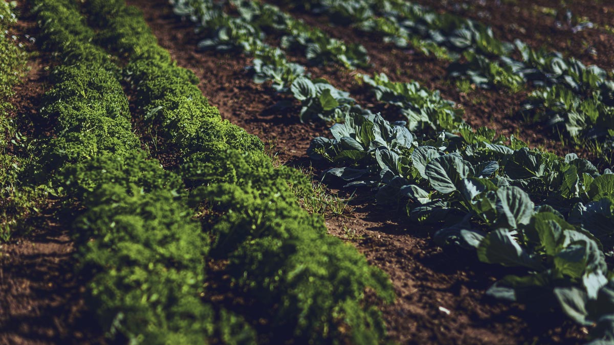 Champ de légumes