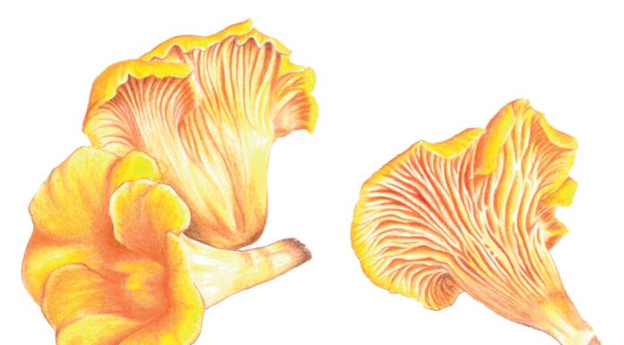 La girolle, La rock star des champignons La Gir, rockstar des champignons.