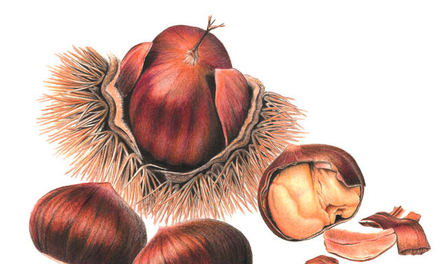 La châtaigne, un fruit à coque