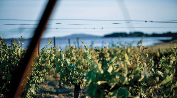 Le Picpoul de Pinet, « Son terroir, c’est la mer. »