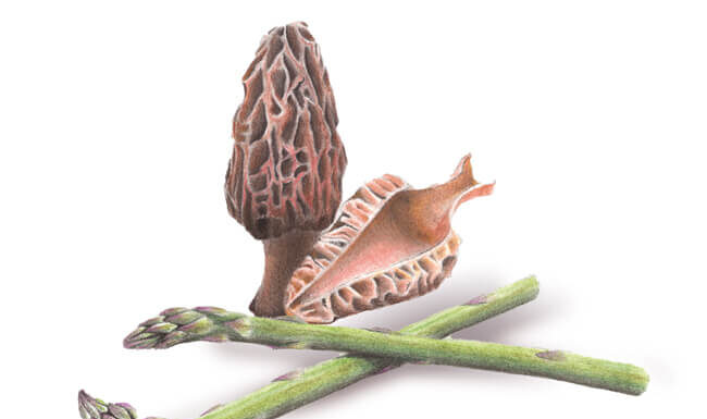 L’asperge et la morille Chefs d'Oc, magazine épicurien, numéro 26, printemps 2023