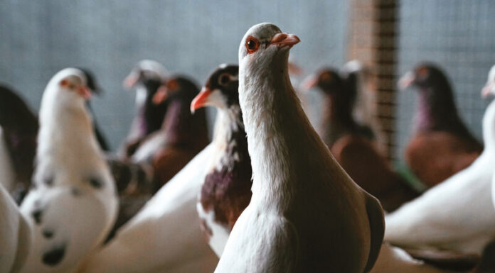 Lionel MONNERET, les pigeons du Mont Royal Chefs d'Oc, magazine épicurien, numéro 26, printemps 2023