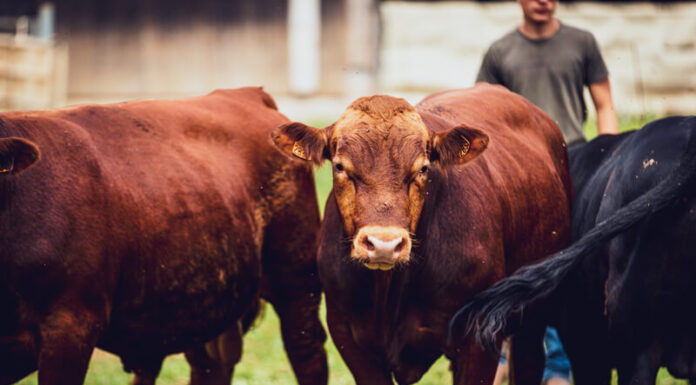 MAS DE CISCO, Jordi AMPOSTA Chefs d'Oc, magazine épicurien, numéro 27, été 2023