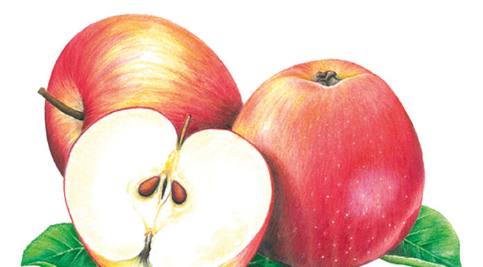 La pomme Le joyau gourmand des vergers français Chefs d'Oc, magazine épicurien, numéro 28, automne 2023