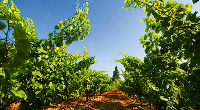 GM, la vodka française