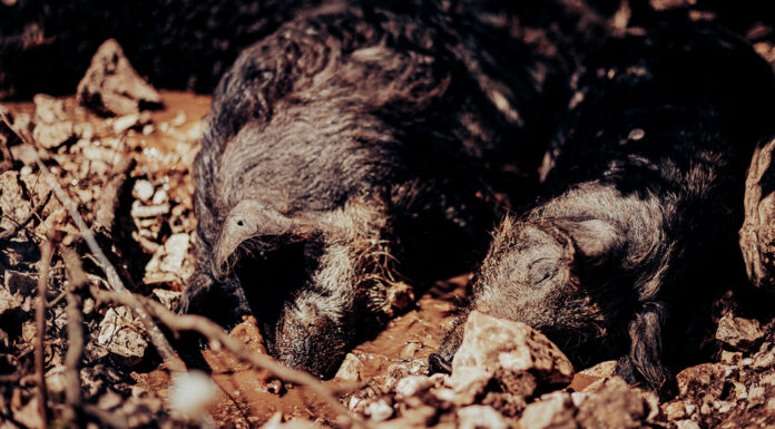 Audrey Fraisse Les Mangalitzas, un trésor laineux, avec le Chef Julien Dubroc
