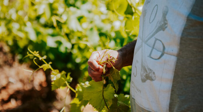 Le Prieuré de Valcrose Les vignes de Romain Tremoulet, avec le Chef Charles Fontès