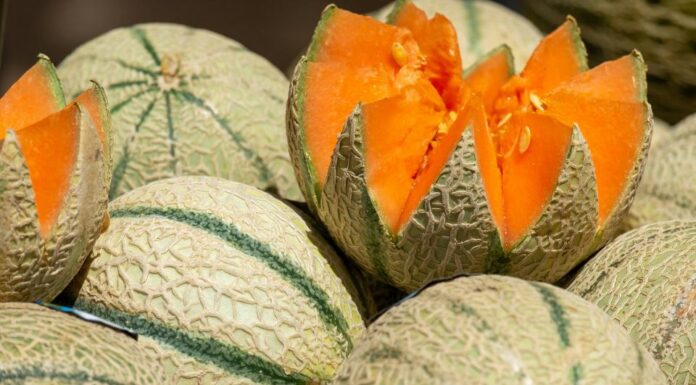 Le melon Plongée dans l’univers juteux du fruit d’été par excellence