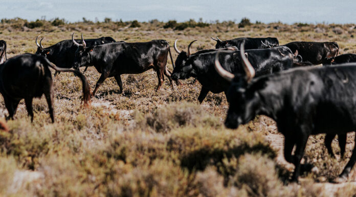 La Camargue, destination épicurienne