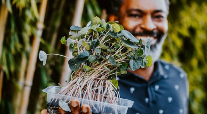 Les Pousses de Louise, quand la nature se cultive en ville avec Ruddy Gounel