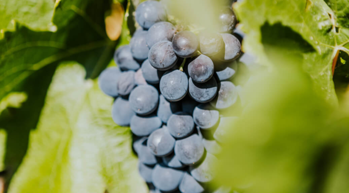 Le Raisin, à boire et à manger