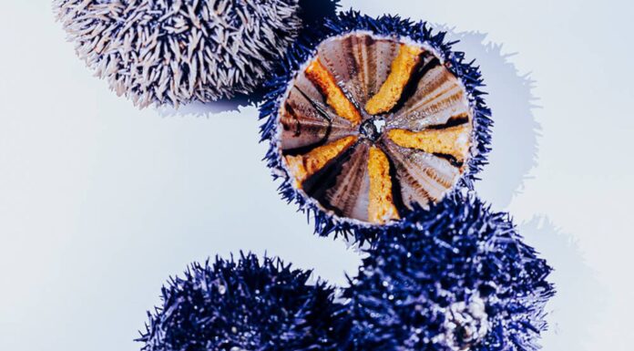 Le produit de saison : l’Oursin