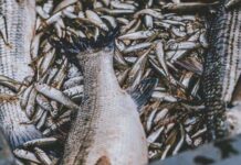 Le poisson a-t-il une saison ?