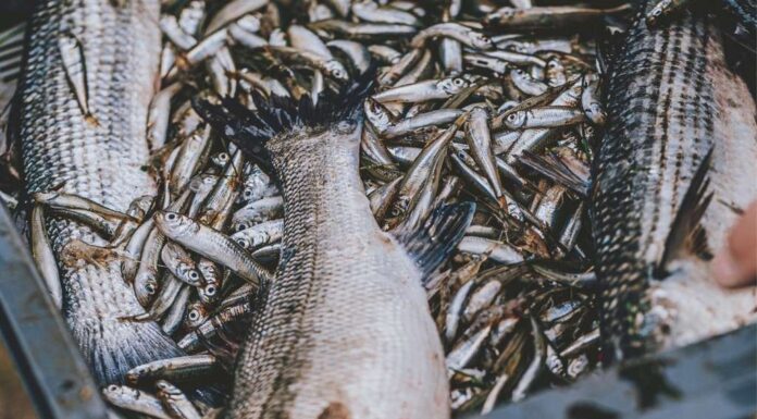 Le poisson a-t-il une saison ?