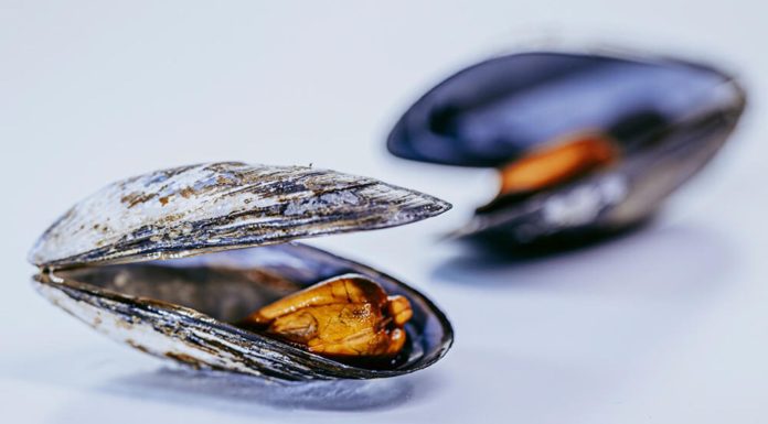 Manifeste pour la moule | Petite mais musclée, la moule a tout d’une grande