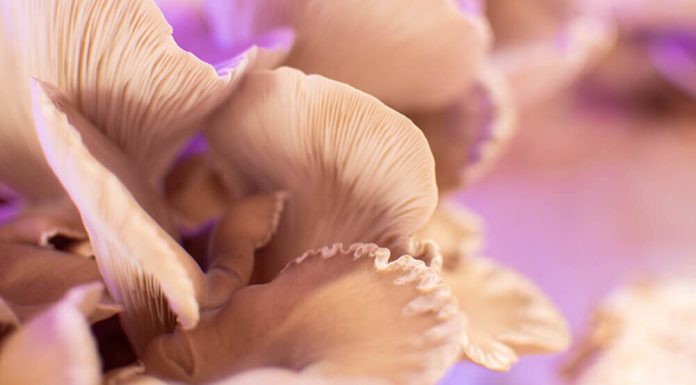 Champellier, la champignonnière urbaine qui fait pousser Montpellier