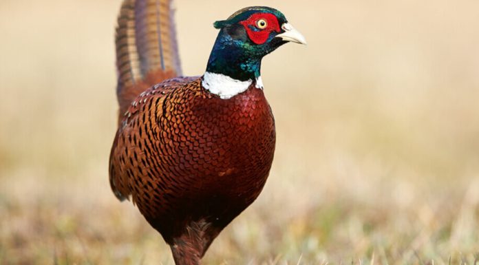 Produit de saison : Le faisan, un oiseau importé devenu emblème rural