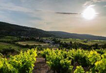 Escapade : Les artisans du vin de la Vallée de l’Hérault