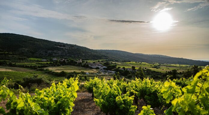 Escapade : Les artisans du vin de la Vallée de l’Hérault